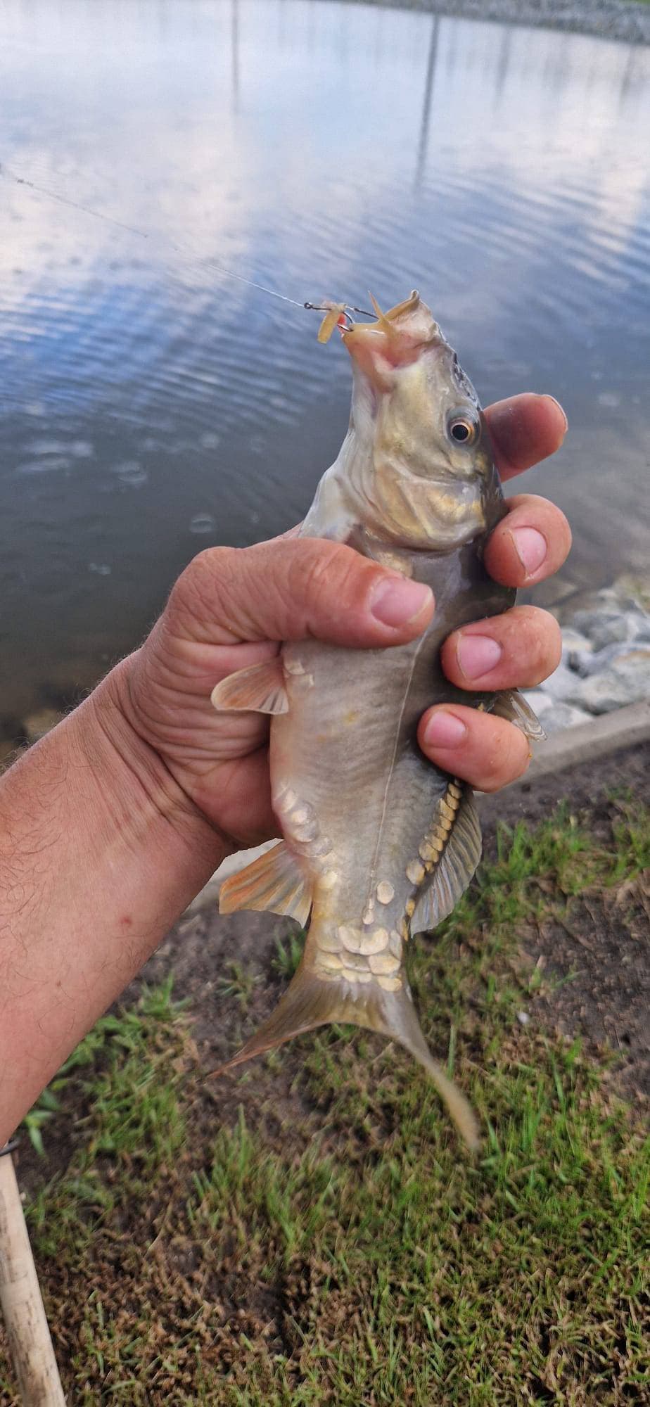 Połów na łowisku (6)