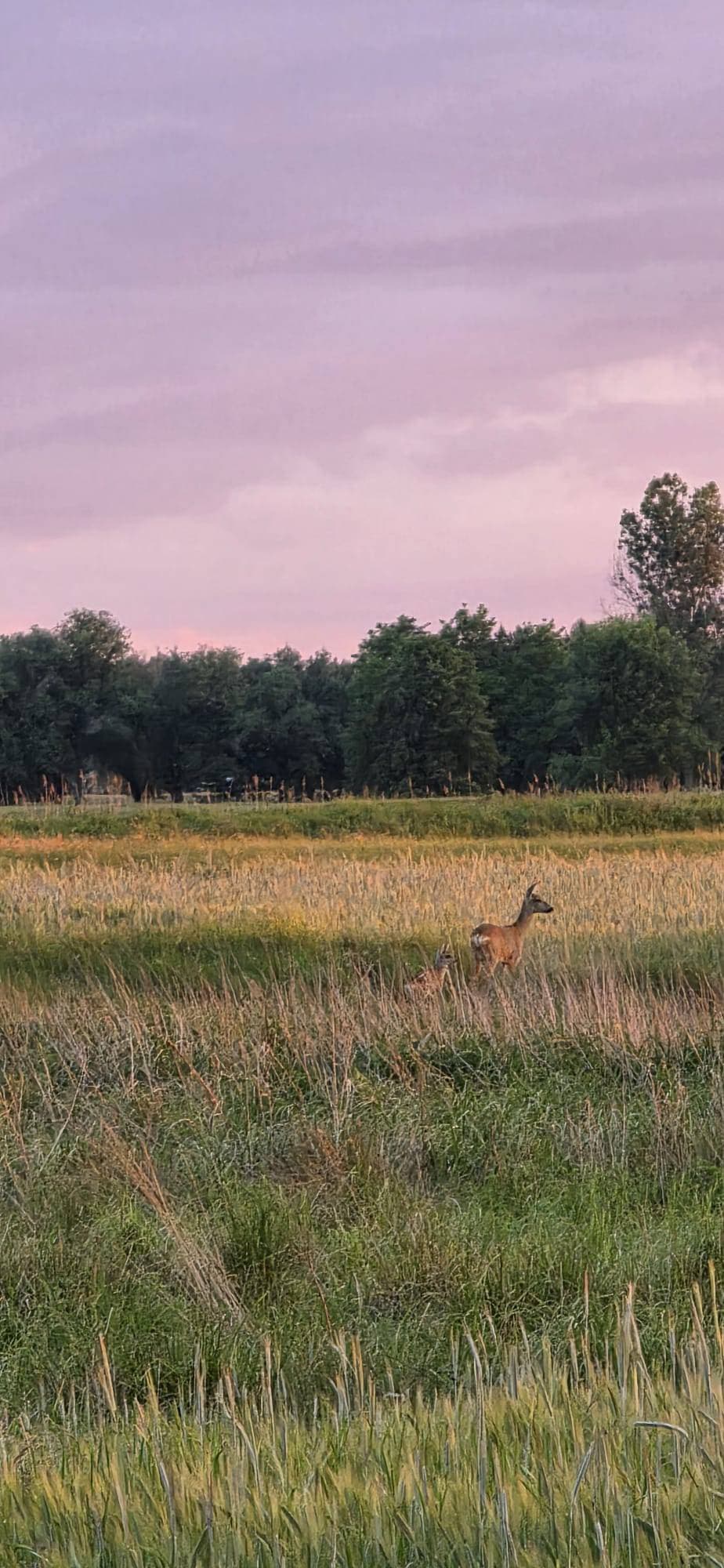 Sarna w okolicy łowiska